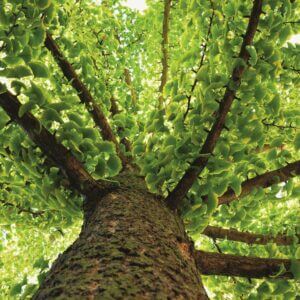 6+1 érdekesség a Ginkgo bilobáról